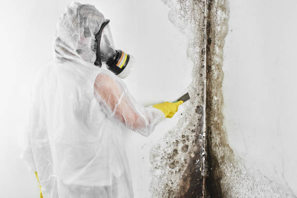 Best Crawl Space Mold Removal  in Monroeville, IN