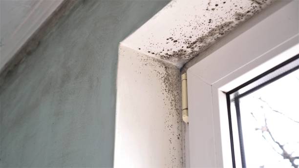 Best Mold Remediation  in Monroeville, IN
