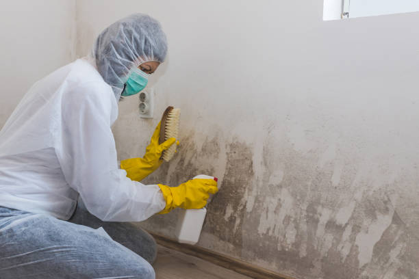 Best Mold Inspection  in Monroeville, IN