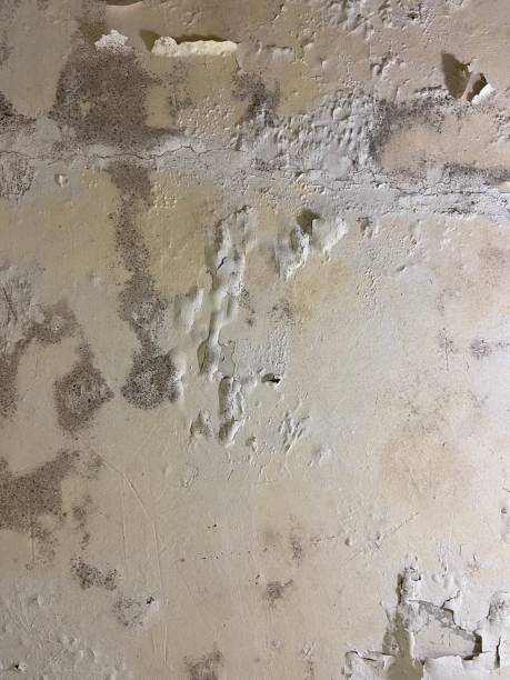 Best Mold Testing  in Monroeville, IN