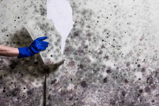 Best Office Mold Removal Services  in Monroeville, IN
