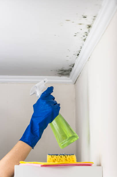 Crawl Space Mold Removal in Monroeville, IN